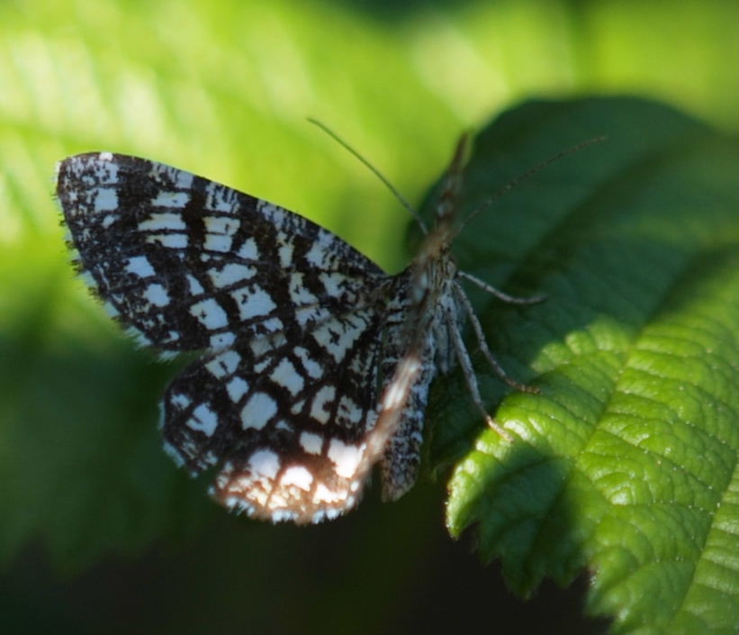 Pyrgus sp.